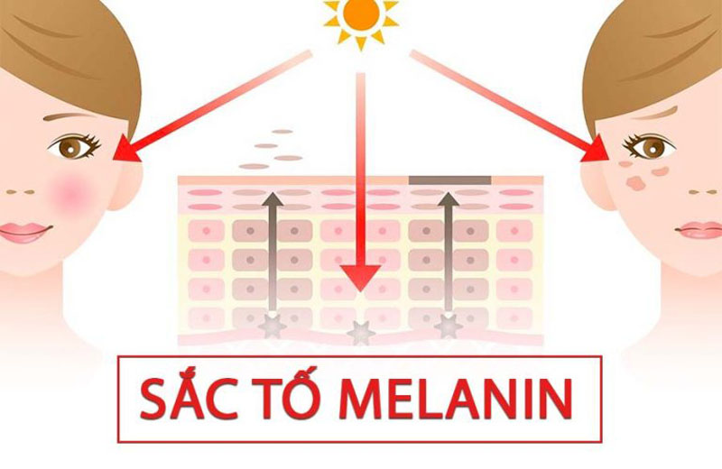 Vai trò của melanin đối với cơ thể như thế nào?