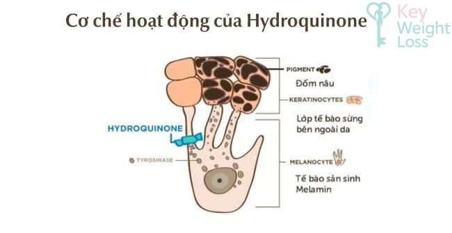 Cơ chế hoạt động của hydroquinone là gì Cơ chế hoạt động của hydroquinone là gì